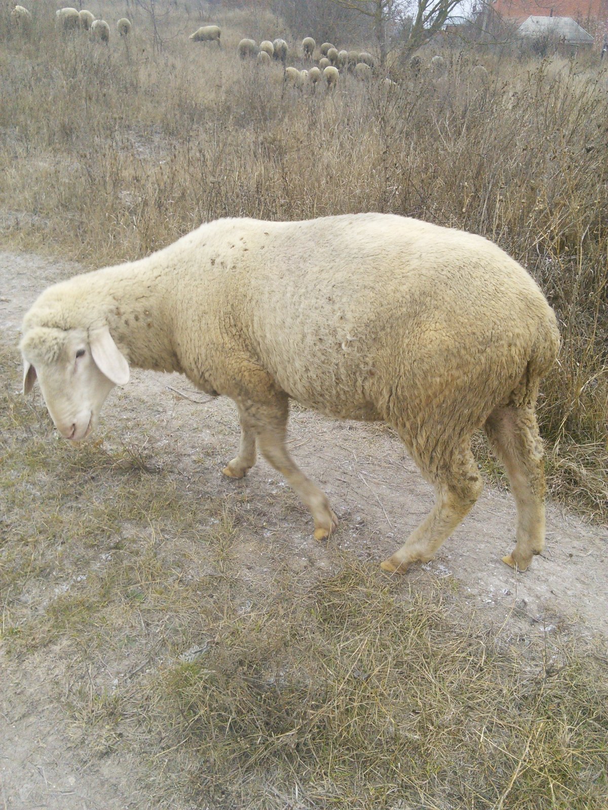 Арашан порода Баранов