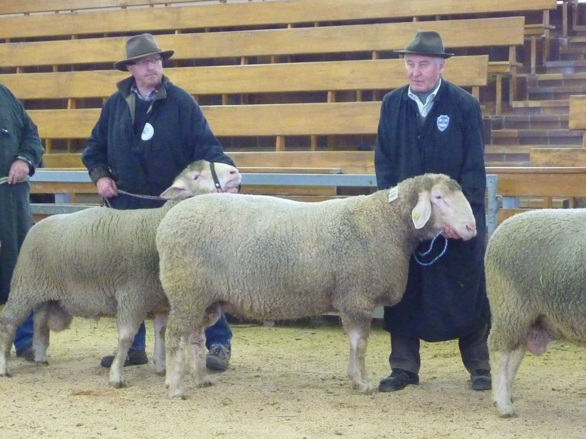 Текслер овец порода овец