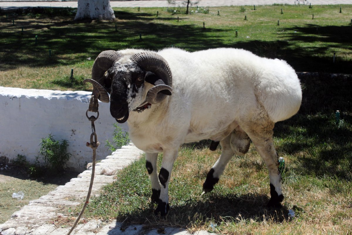 Гусфанди Марко поло