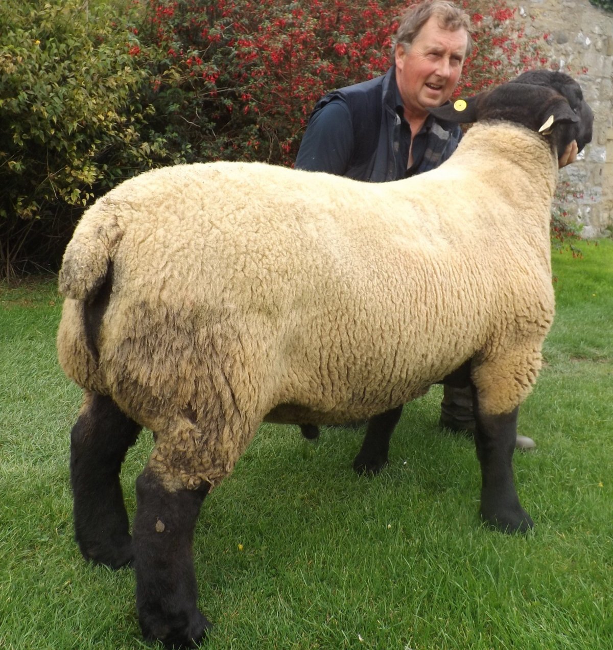 Овцы породы Суффолк