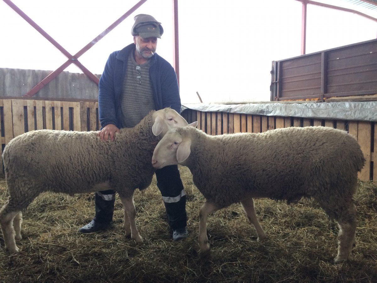 Эдельвейская порода овец