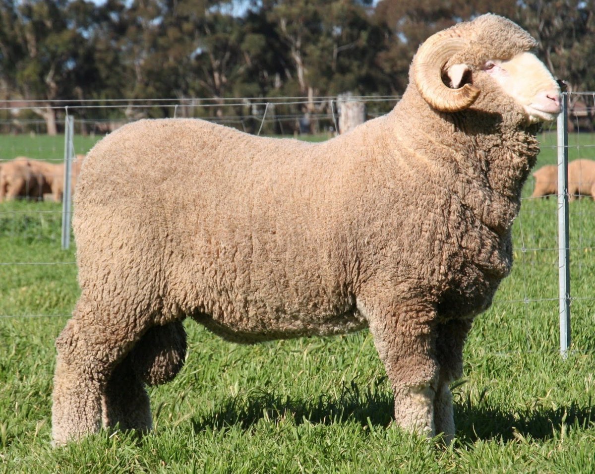 Порода Баранов меринос