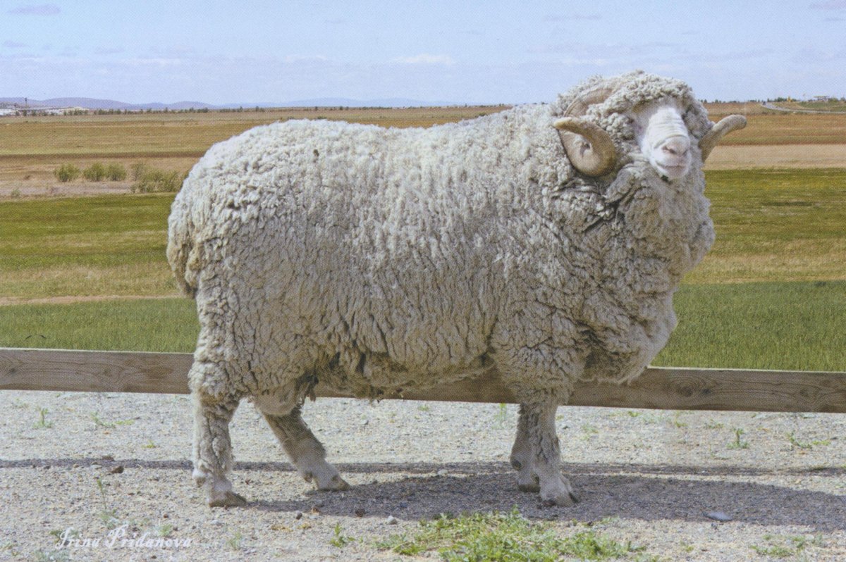 Бараны мясной породы самые большие