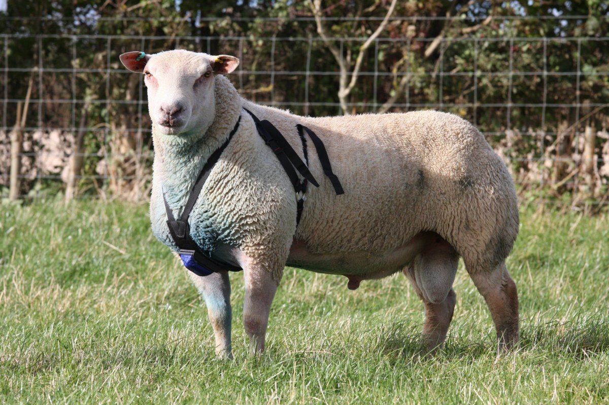 Порода Баранов Шароле