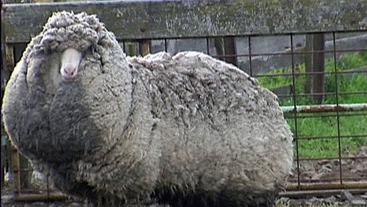 Бебе я баран с большим сиськами