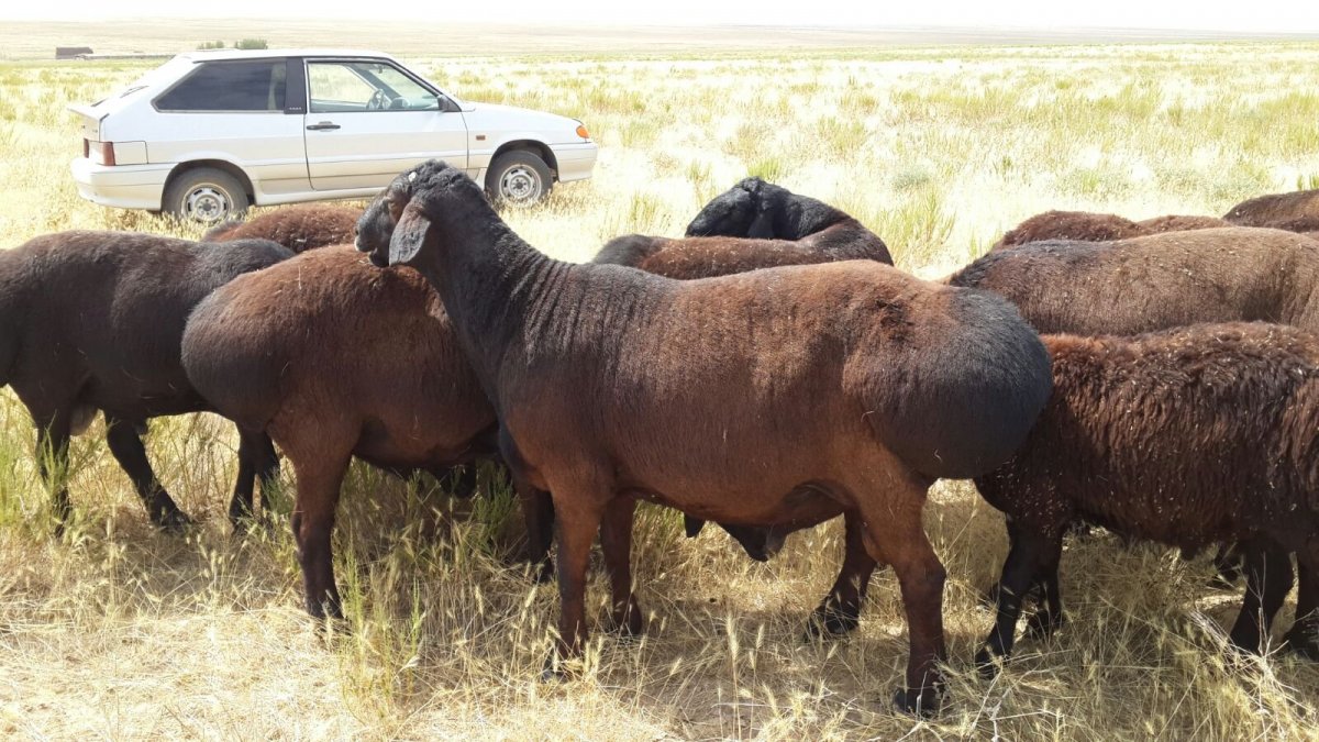 Гиссарский курдючный баран