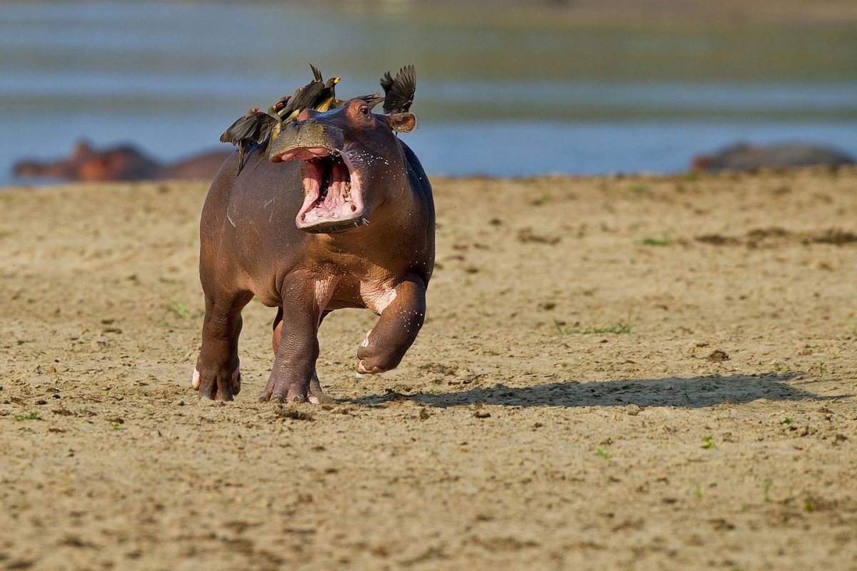 Песня бегемота и собаки видео
