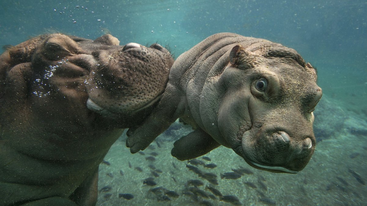 Бегемоты в зоопарке Будапешта