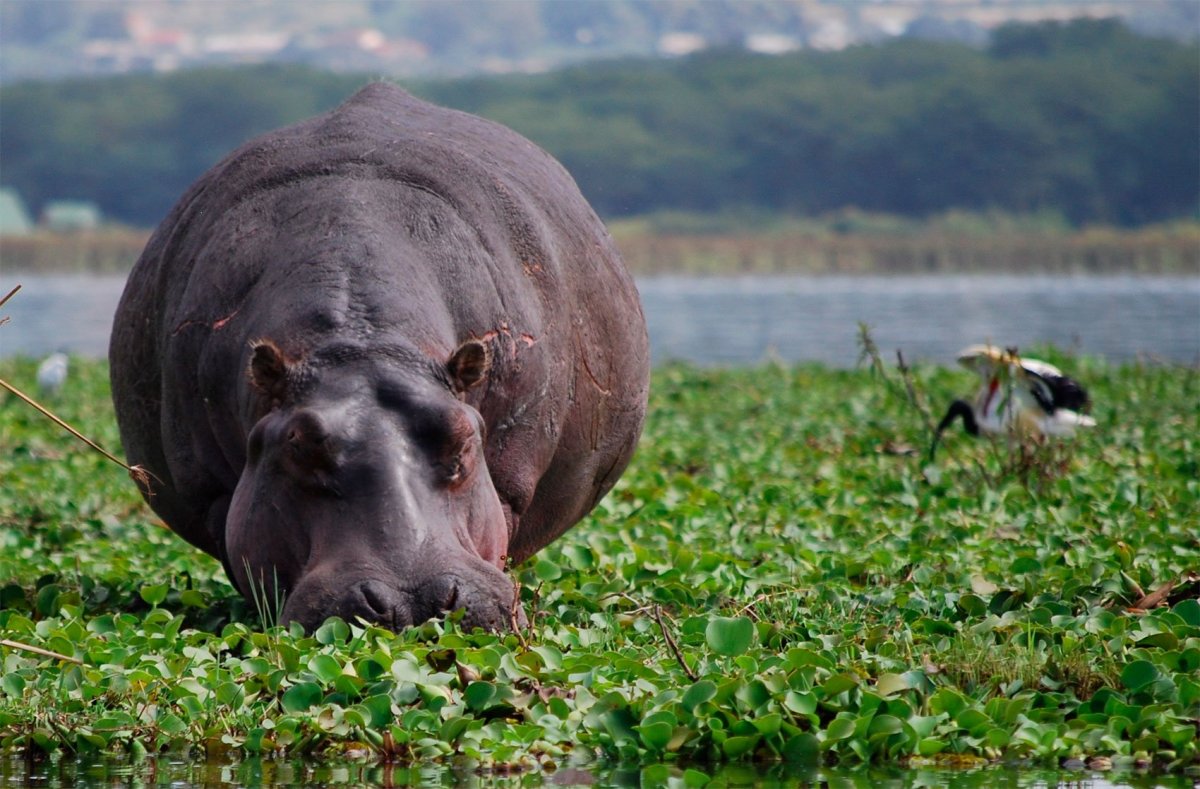 Бегемоты снимок сверху