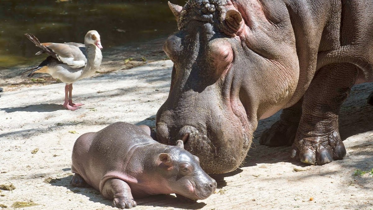 Корешковый гиппопотам