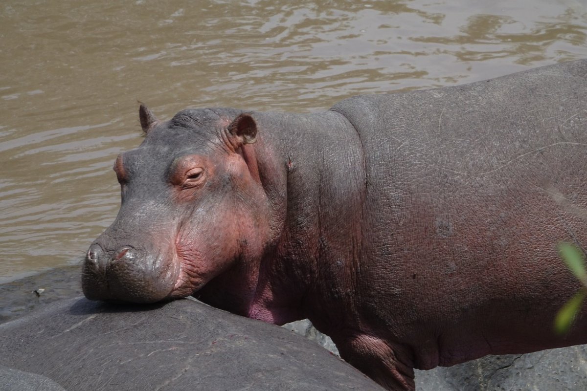 Гигантский Бегемот доисторический