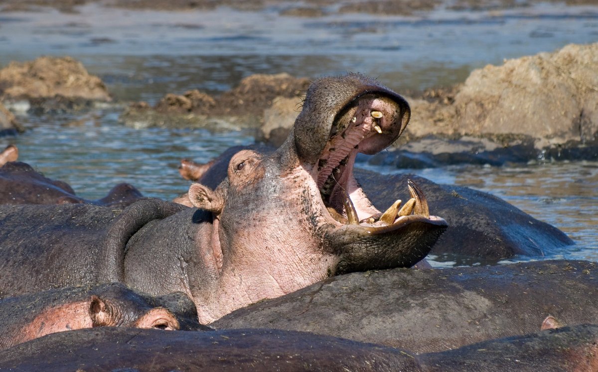 Карликовый гиппопотам