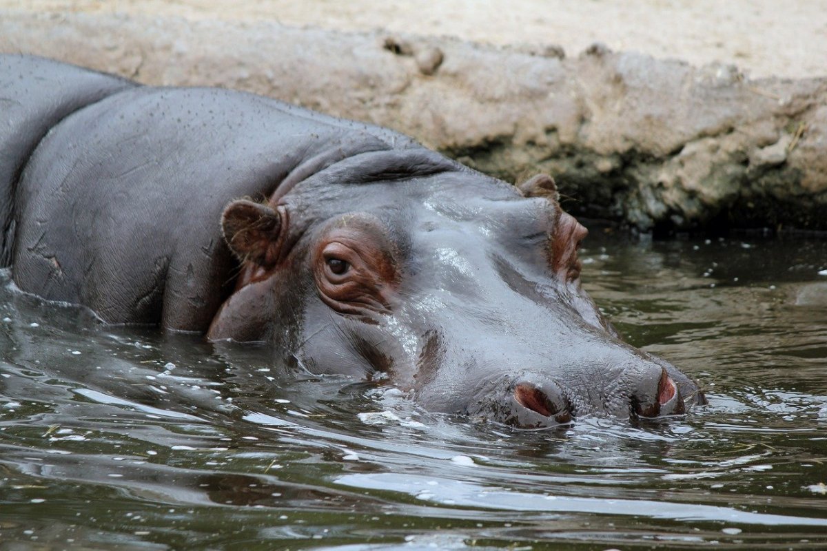Поцелуй бегемота
