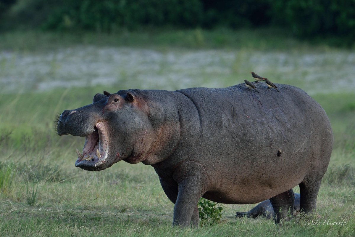 Маленький Бегемотик в воде