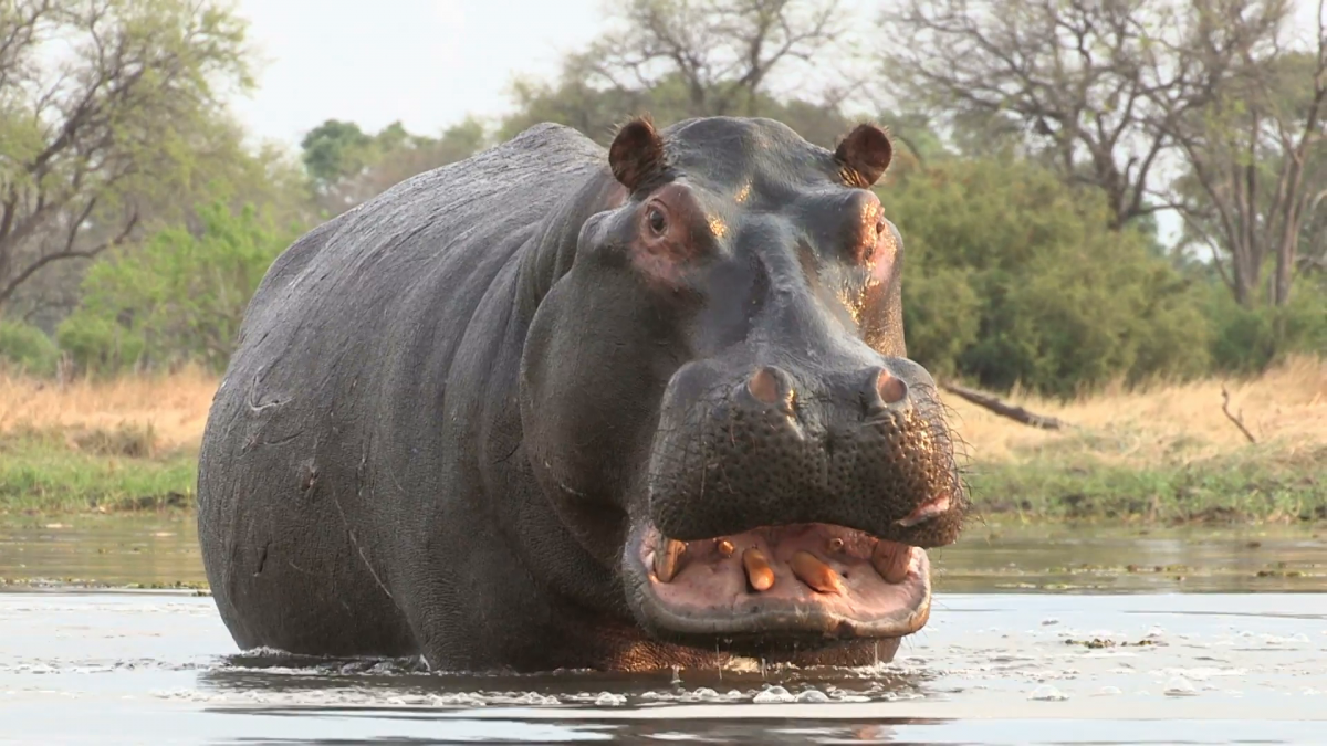 Бегемот кричит