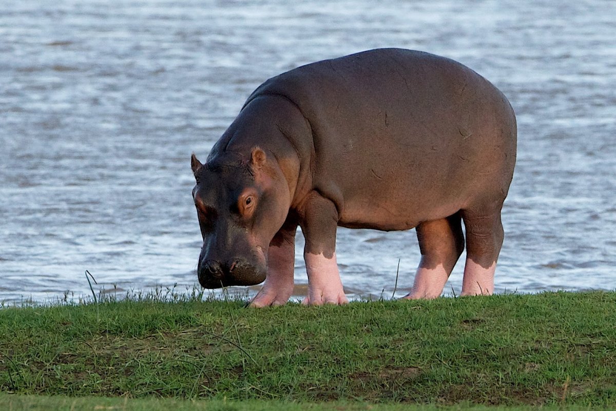 Серый Бегемот