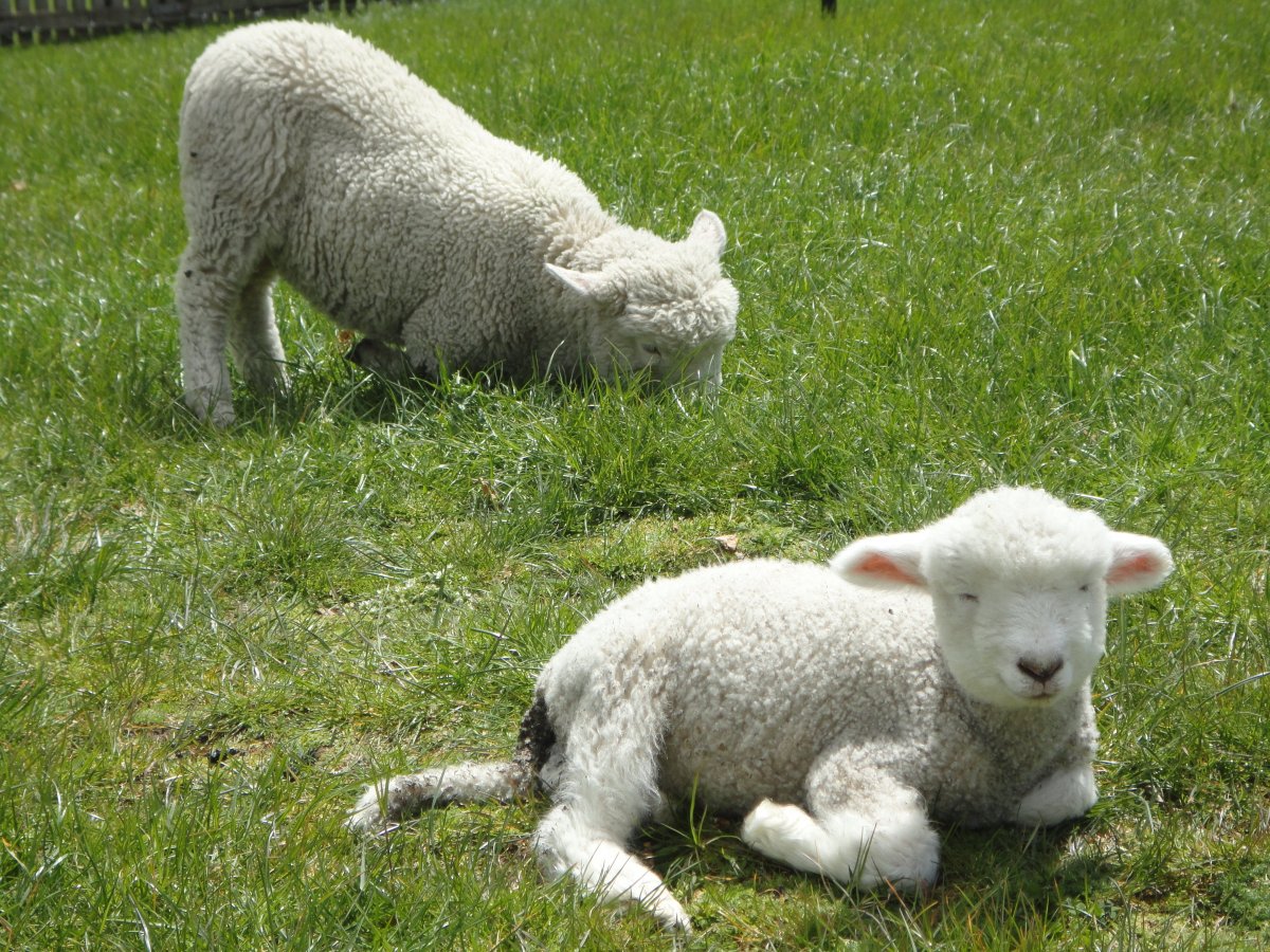 Овечий хвост