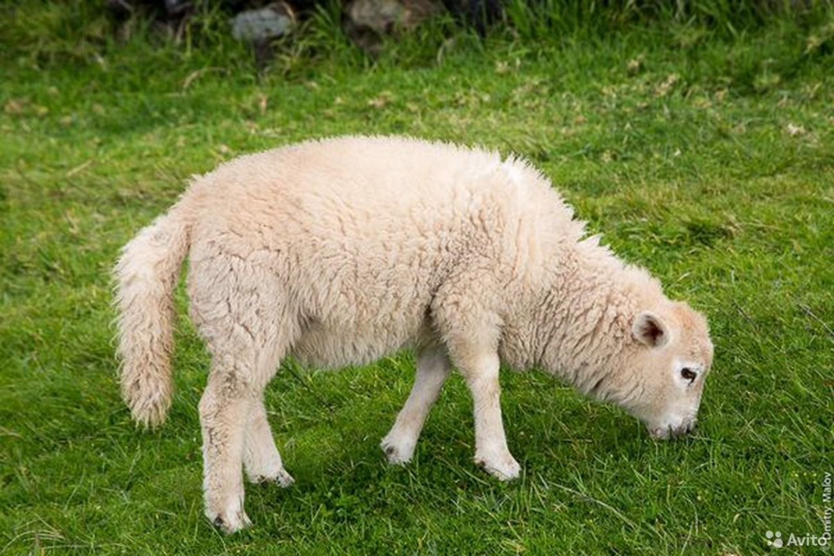 Ягненок барашек