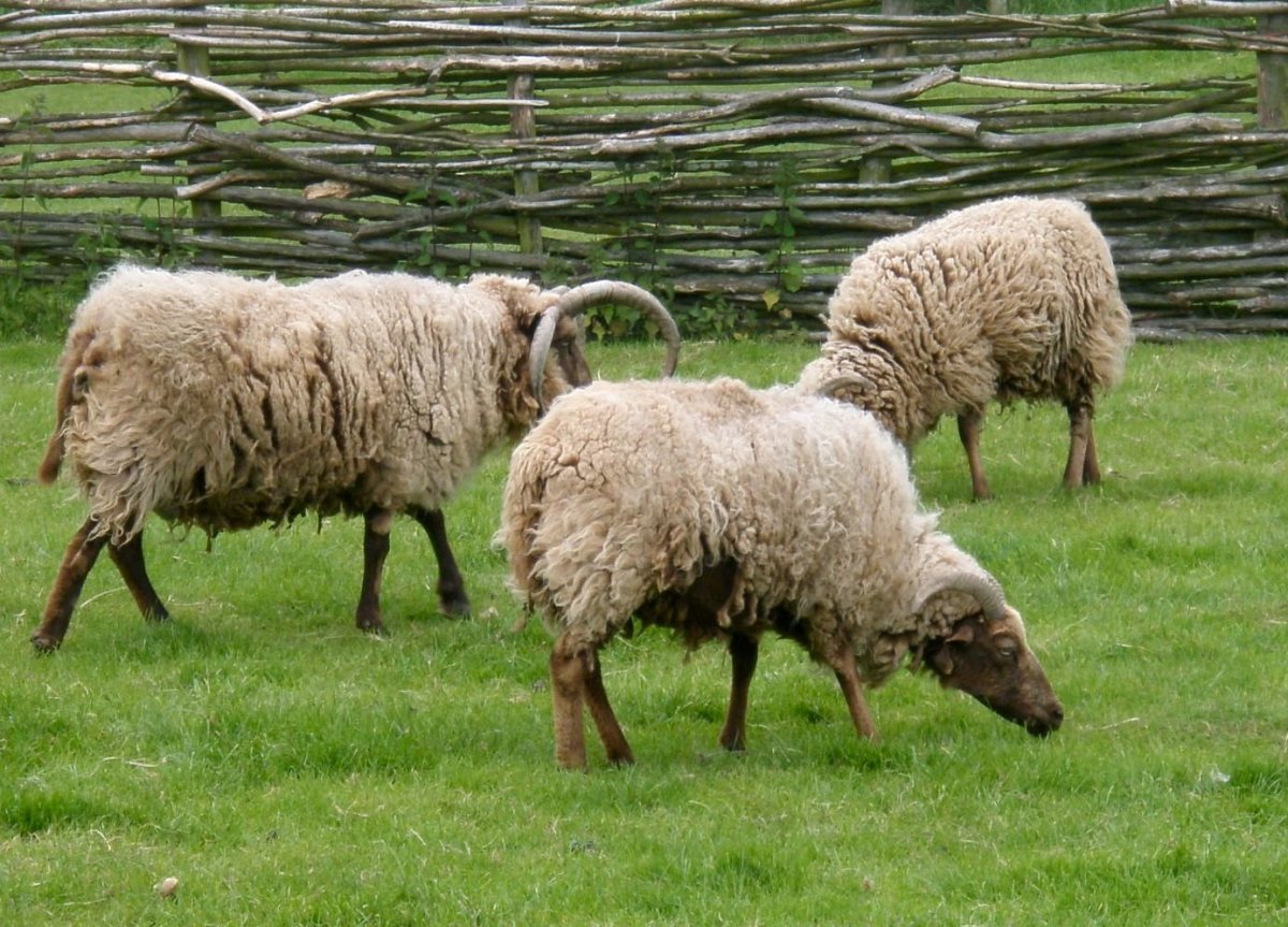 Овечий хвост