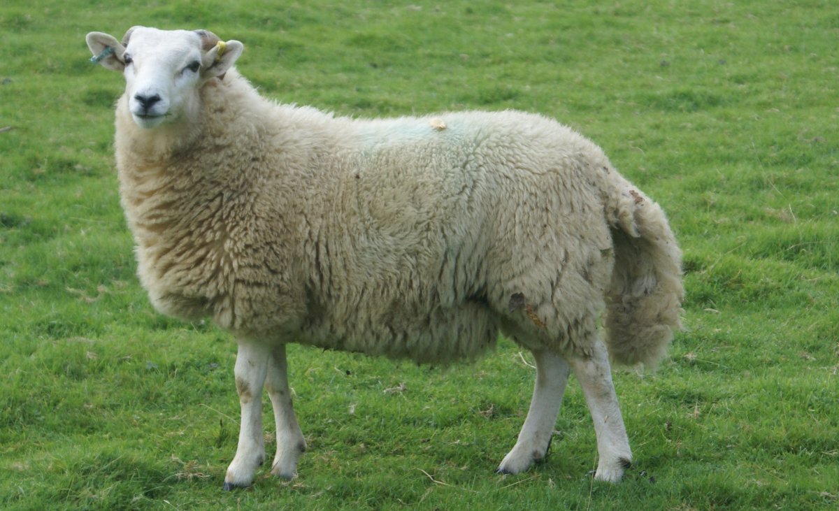 Белая овца