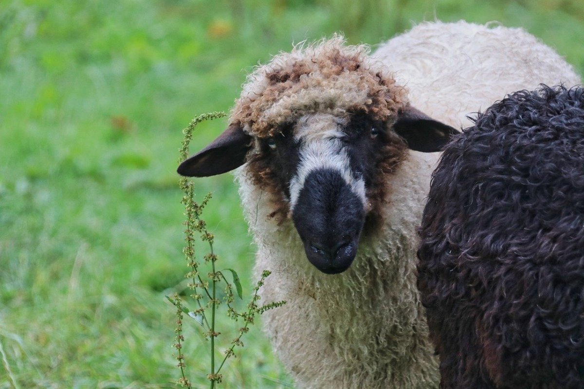 Мэнский лохтан