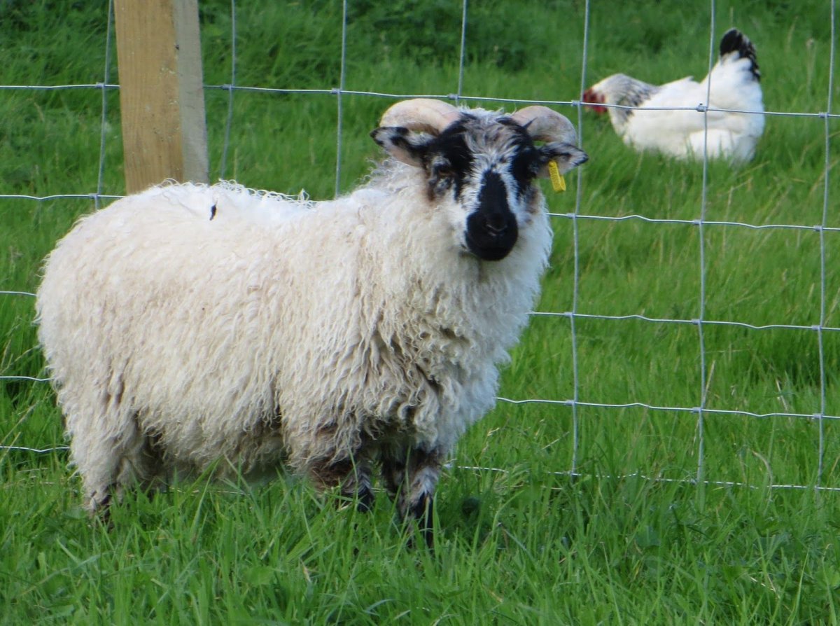 Овцы породы Вале-Блэкноз