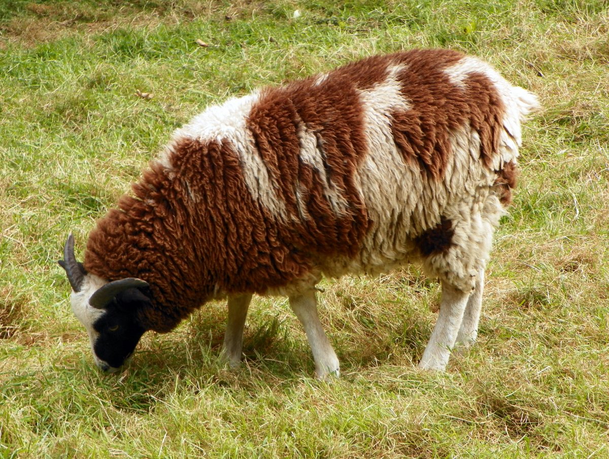 Овца со спины