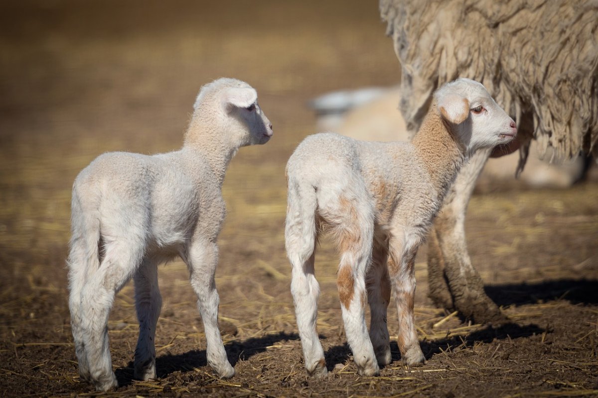 Длинножирнохвостые овцы