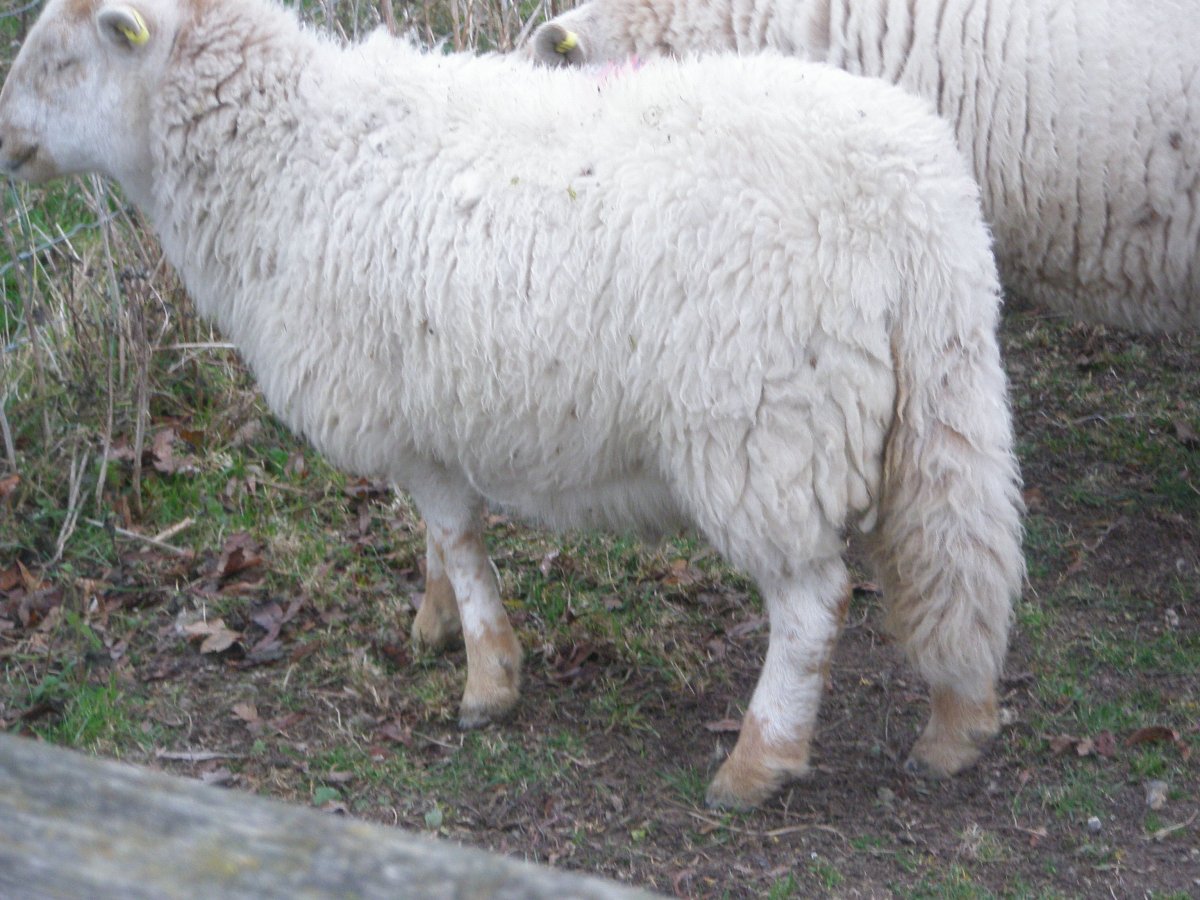 Овечка животное