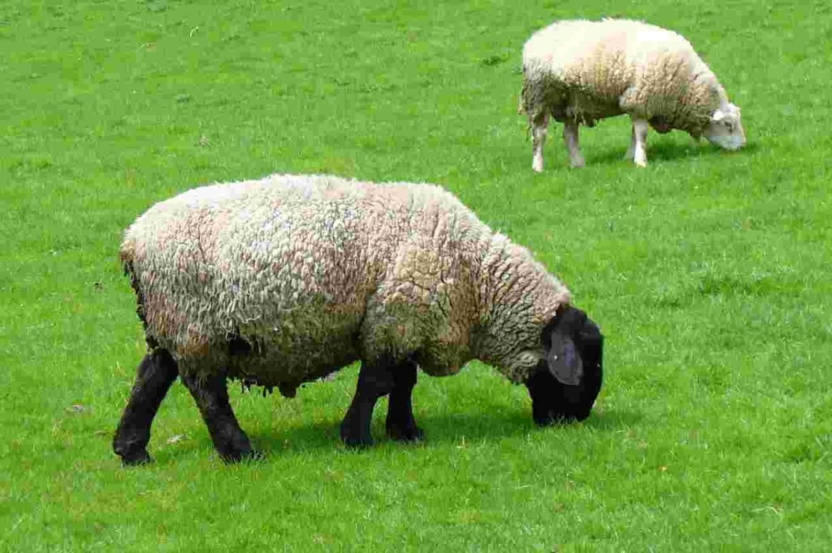 Овца с ягненком