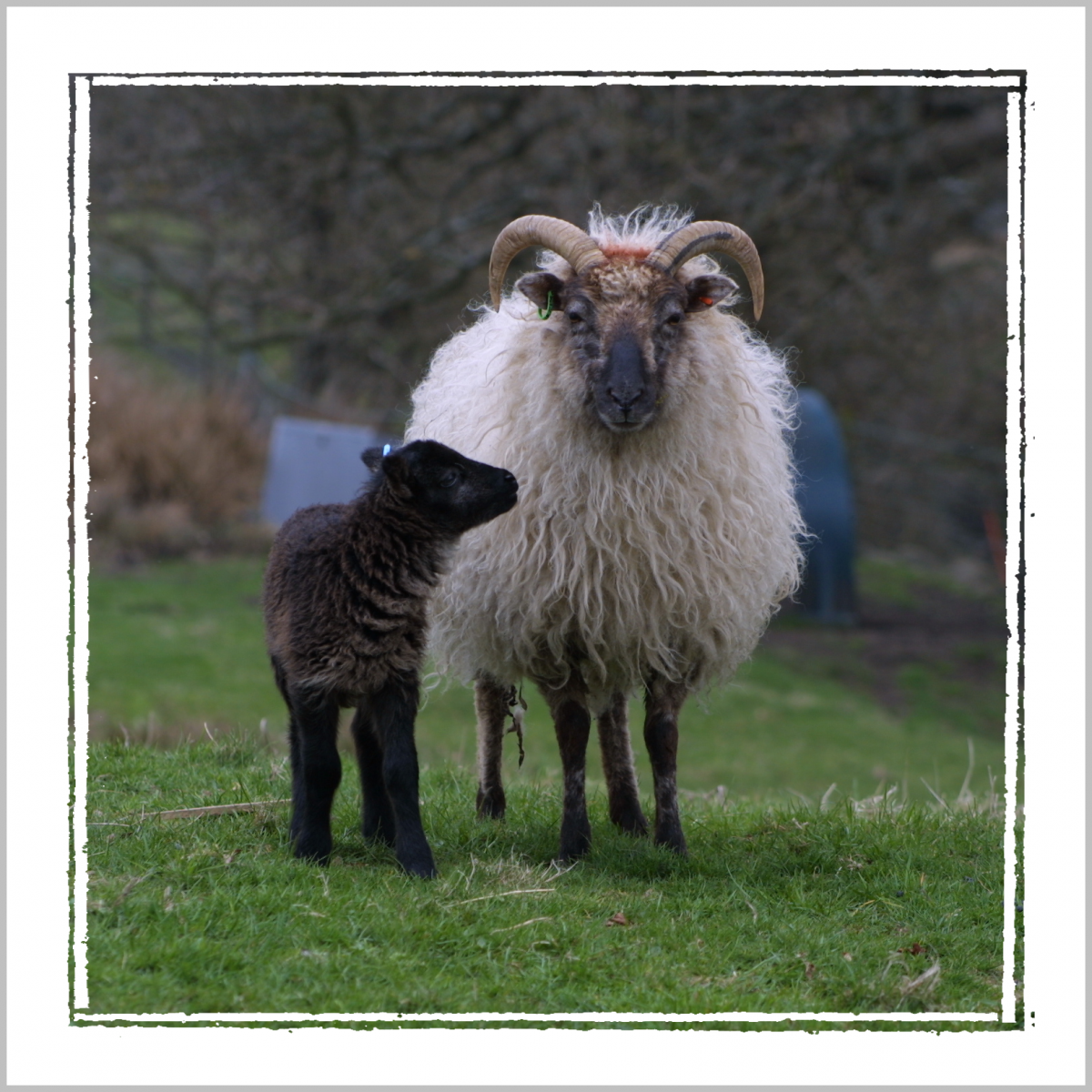 Карликовый бангладешский овцеконь