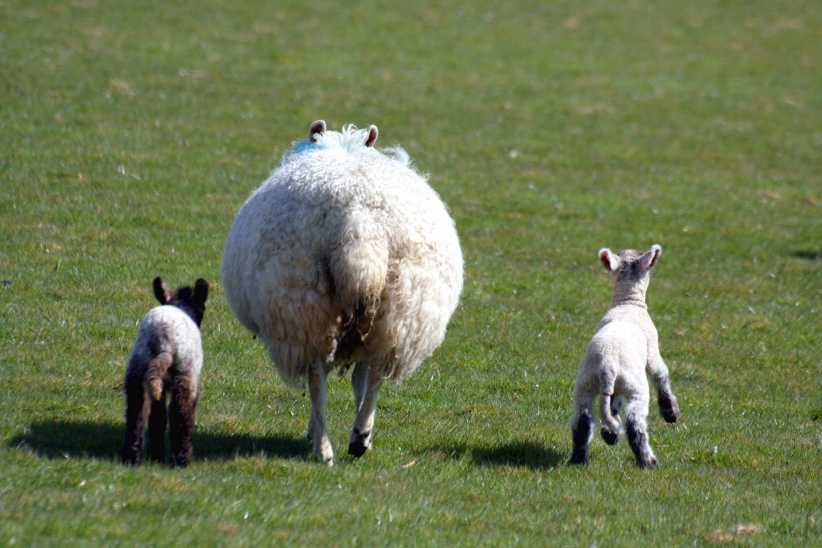 Баран породы боререй