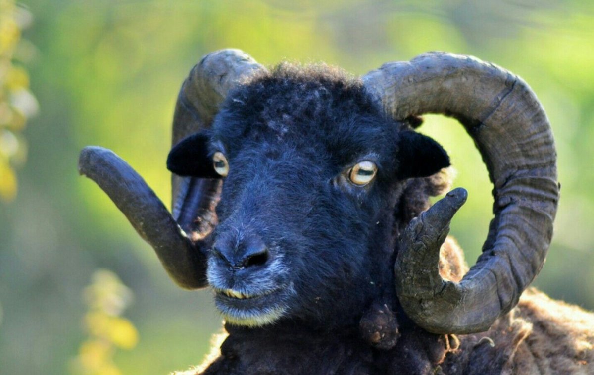 Овечка с рогами