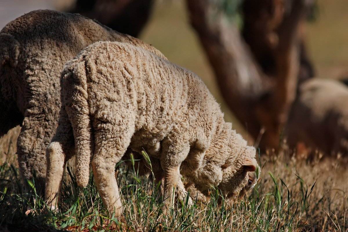 Коза меринос