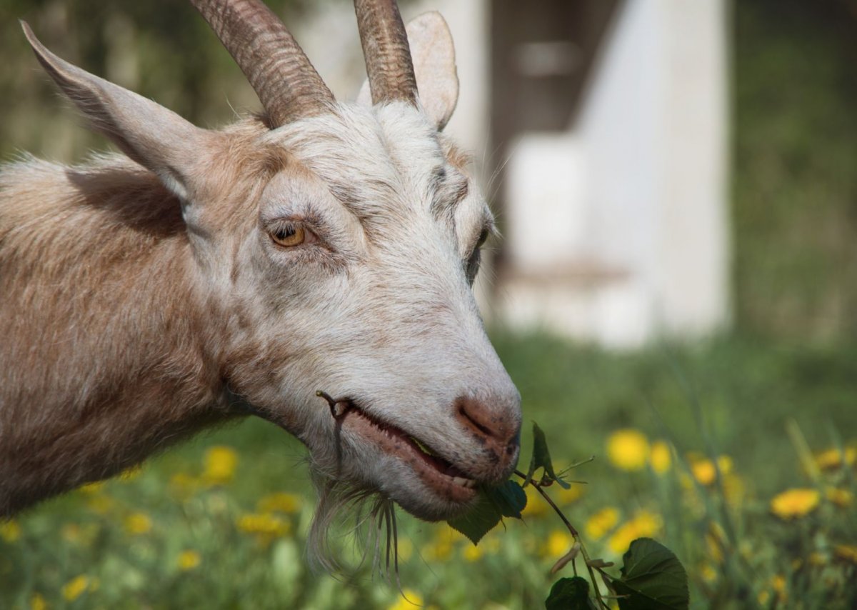 Козья морда