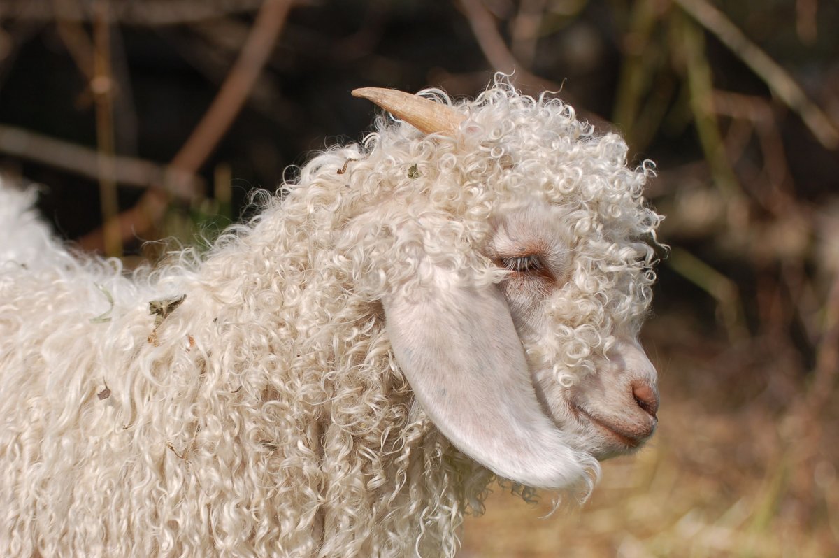 Ангорская коза мохер