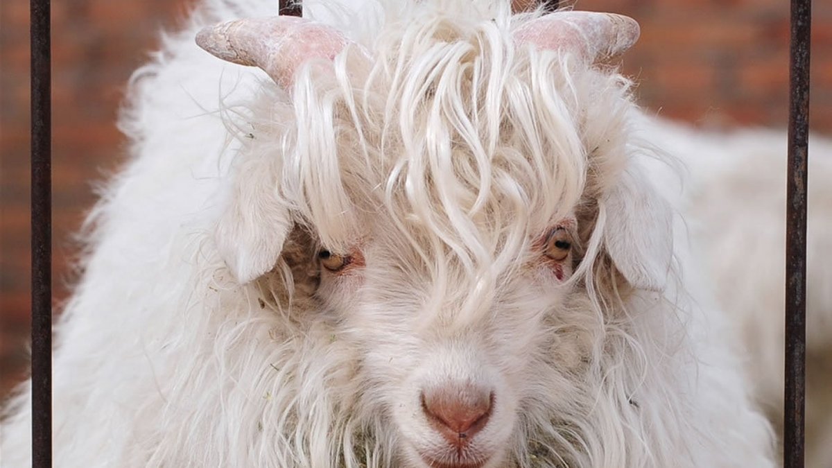 Самые красивые овцы