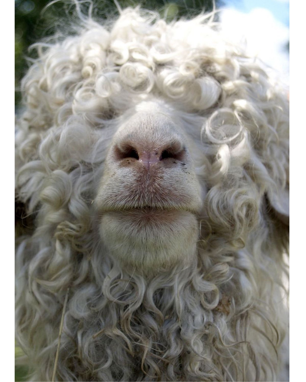 Кудрявая овца