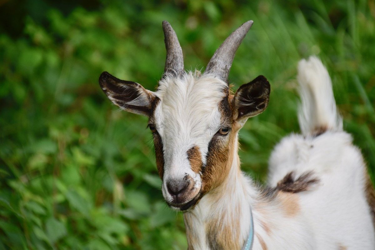 Шерсть ангорской козы