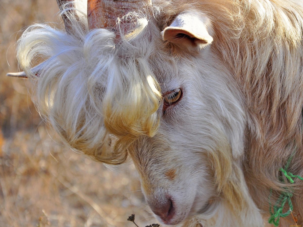 Лохматая коза