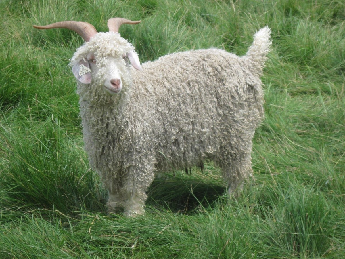 Кудрявая Овечка