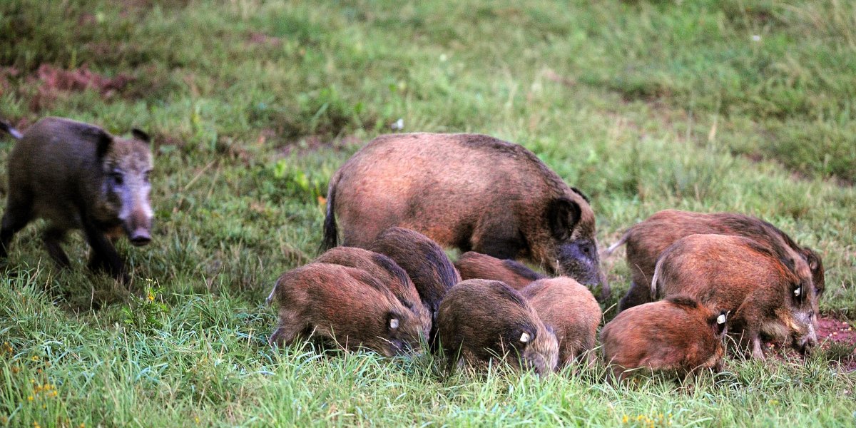 Стая Кабанов