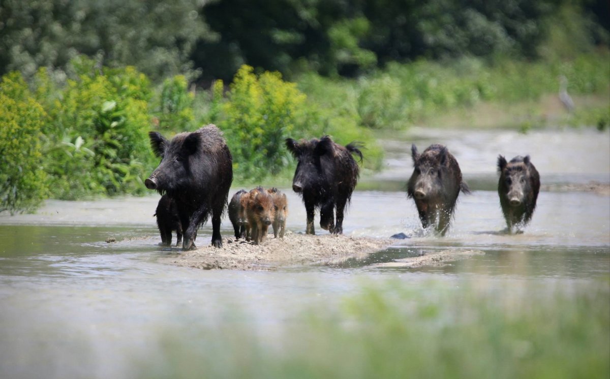 Стадо Кабанов