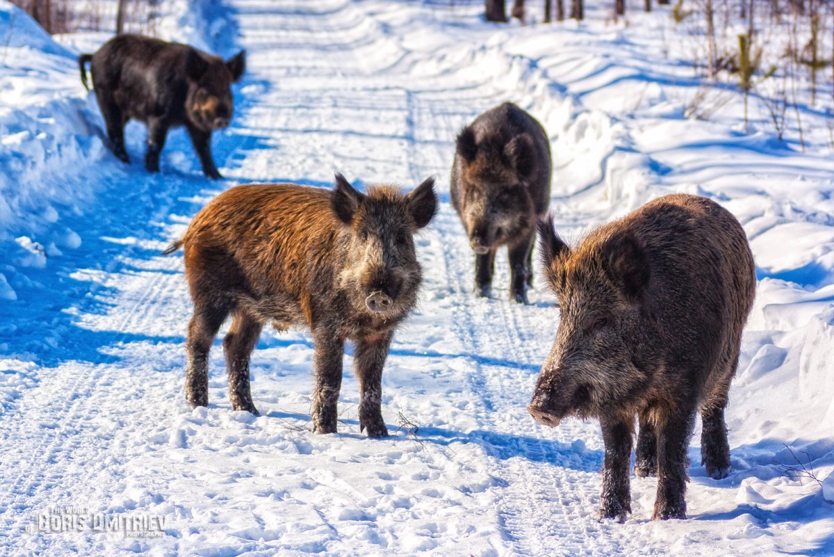 Стая Кабанов