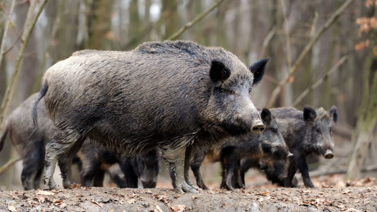 Кабаны в Самарской области