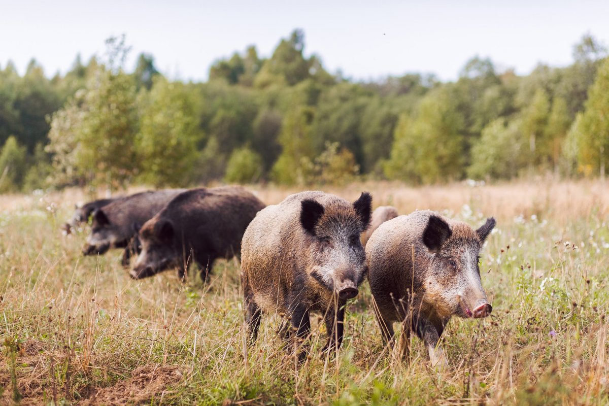 Дикие кабаны в Татарстане