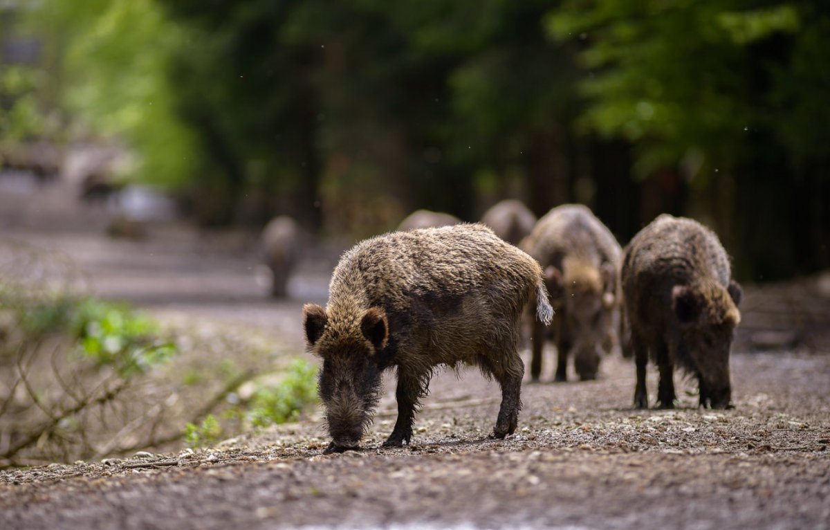 Стадо Кабанов