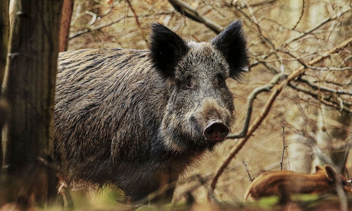 Кабан секач фото