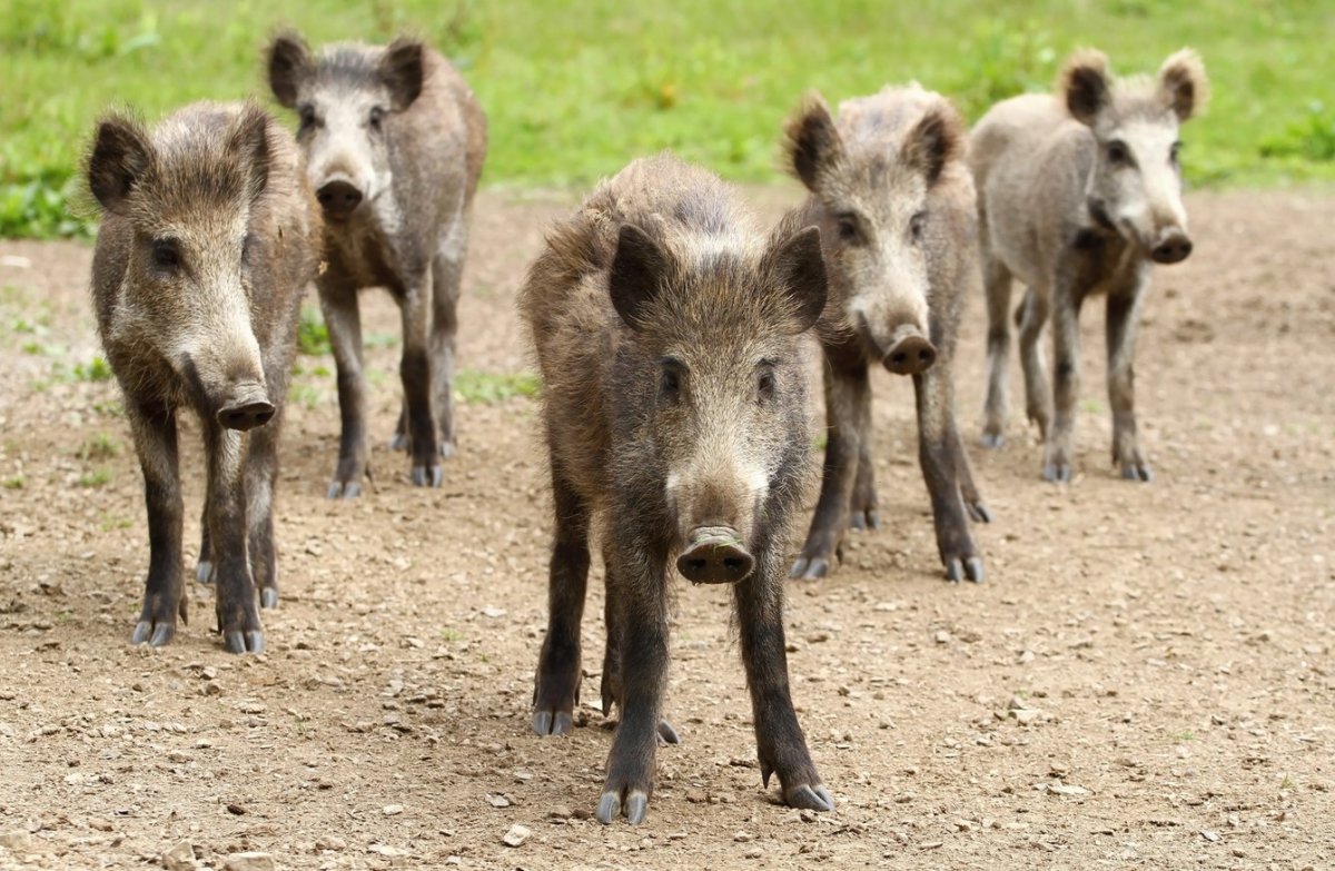 Табун Кабанов