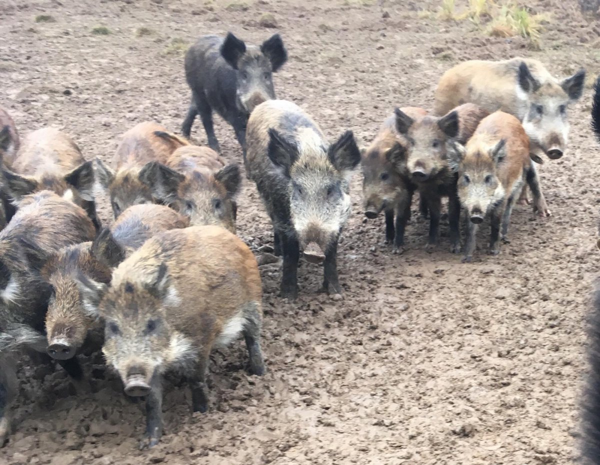 Стая Кабанов